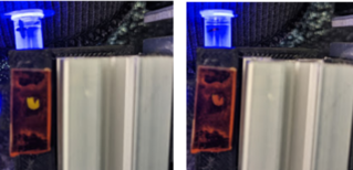 Image 2 Example of raw imaging data for TaqMan PCR using cell phone camera